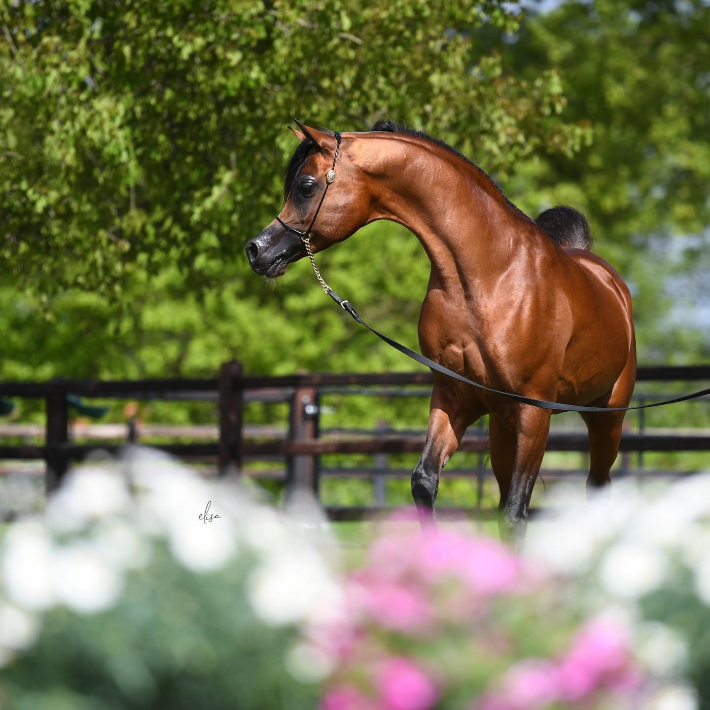 Jyar Mei Lua - Arabian Stallion